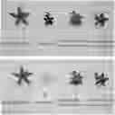 Fig. 01 - Double-flowered Pentas plant and method for growing same