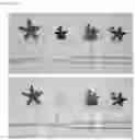 Fig. 02 - Double-flowered Pentas plant and method for growing same