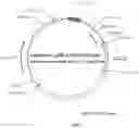 Fig. 02 - Recombinant constructs and transgenic fluorescent ornamental fish therefrom