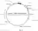 Fig. 03 - Recombinant constructs and transgenic fluorescent ornamental fish therefrom