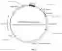 Fig. 04 - Recombinant constructs and transgenic fluorescent ornamental fish therefrom