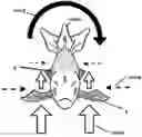 Fig. 01 - SWIMBAITS WITH FLUTTERING DUAL PLANE TAIL ROTATION