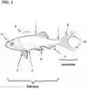 Fig. 02 - SWIMBAITS WITH FLUTTERING DUAL PLANE TAIL ROTATION