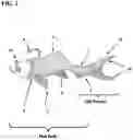 Fig. 03 - SWIMBAITS WITH FLUTTERING DUAL PLANE TAIL ROTATION