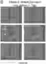 Fig. 13 - Viral Mediated Biological Control of Plant Pathogenic Microorganisms