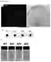 Fig. 07 - Chlamydomonas mutants produced using RGEN RNP and method for preparing pigment using the same