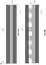Fig. 10 - Multilayer fabric with selective radiation filter