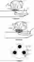 Fig. 32 - Devices for vascular occlusion