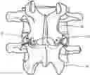 Fig. 01 - Sleeve for bone fixation device