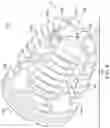 Fig. 05 - Rotatable intervertebral spacing implant
