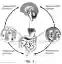 Fig. 04 - Method and system to facilitate the growth of desired bacteria in a human's mouth
