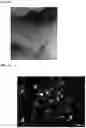 Fig. 08 - Hemostatic paste and methods of making thereof
