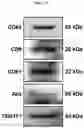 Fig. 04 - Lyophilized formulation of stem cell-derived exosomes and anti-inflammatory composition including the same as active ingredient