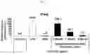Fig. 23 - Lyophilized formulation of stem cell-derived exosomes and anti-inflammatory composition including the same as active ingredient