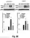 Fig. 08 - Methods for administration and methods for treating cardiovascular diseases with resiniferatoxin