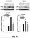 Fig. 09 - Methods for administration and methods for treating cardiovascular diseases with resiniferatoxin