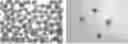 Fig. 01 - USE OF CXCL12 TO PROMOTE SURVIVAL, FUNCTION, AND IMMUNOISOLATION OF STEM CELL-DERIVED BETA CELLS