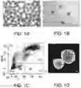Fig. 02 - USE OF CXCL12 TO PROMOTE SURVIVAL, FUNCTION, AND IMMUNOISOLATION OF STEM CELL-DERIVED BETA CELLS