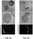 Fig. 05 - USE OF CXCL12 TO PROMOTE SURVIVAL, FUNCTION, AND IMMUNOISOLATION OF STEM CELL-DERIVED BETA CELLS