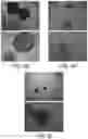 Fig. 09 - USE OF CXCL12 TO PROMOTE SURVIVAL, FUNCTION, AND IMMUNOISOLATION OF STEM CELL-DERIVED BETA CELLS
