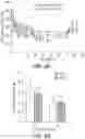 Fig. 10 - USE OF CXCL12 TO PROMOTE SURVIVAL, FUNCTION, AND IMMUNOISOLATION OF STEM CELL-DERIVED BETA CELLS