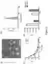 Fig. 03 - GROWTH-FACTOR NANOCAPSULES WITH TUNABLE RELEASE CAPABILITY FOR BONE REGENERATION