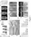 Fig. 04 - GROWTH-FACTOR NANOCAPSULES WITH TUNABLE RELEASE CAPABILITY FOR BONE REGENERATION
