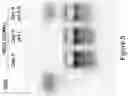 Fig. 06 - GROWTH-FACTOR NANOCAPSULES WITH TUNABLE RELEASE CAPABILITY FOR BONE REGENERATION
