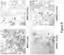 Fig. 07 - GROWTH-FACTOR NANOCAPSULES WITH TUNABLE RELEASE CAPABILITY FOR BONE REGENERATION