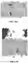 Fig. 13 - Antibiofilm formulations