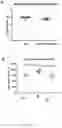 Fig. 08 - Compositions and methods for preparing and using mitochondrial uncouplers