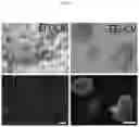 Fig. 03 - Compositions, systems, and methods for generating inner ear hair cells for treatment of hearing loss