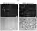 Fig. 08 - Compositions, systems, and methods for generating inner ear hair cells for treatment of hearing loss