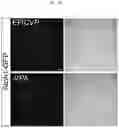 Fig. 19 - Compositions, systems, and methods for generating inner ear hair cells for treatment of hearing loss