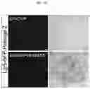Fig. 21 - Compositions, systems, and methods for generating inner ear hair cells for treatment of hearing loss