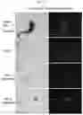 Fig. 29 - Compositions, systems, and methods for generating inner ear hair cells for treatment of hearing loss
