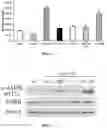 Fig. 02 - Methods and compositions comprising ursolic acid and/or resveratrol for treating diabetes, or cancer