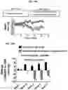 Fig. 23 - Methods for treatment using small molecule potassium-sparing diuretics and natriuretics