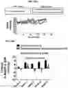 Fig. 24 - Methods for treatment using small molecule potassium-sparing diuretics and natriuretics