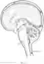 Fig. 02 - METHODS FOR DISTRIBUTING AGENTS TO AREAS OF BRAIN