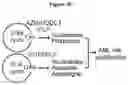 Fig. 22 - COMPOSITIONS AND METHODS FOR TREATING ACUTE MYELOID LEUKEMIA
