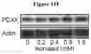Fig. 47 - COMPOSITIONS AND METHODS FOR TREATING ACUTE MYELOID LEUKEMIA