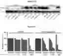 Fig. 52 - COMPOSITIONS AND METHODS FOR TREATING ACUTE MYELOID LEUKEMIA