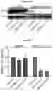 Fig. 53 - COMPOSITIONS AND METHODS FOR TREATING ACUTE MYELOID LEUKEMIA