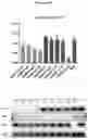 Fig. 63 - COMPOSITIONS AND METHODS FOR TREATING ACUTE MYELOID LEUKEMIA