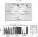 Fig. 64 - COMPOSITIONS AND METHODS FOR TREATING ACUTE MYELOID LEUKEMIA