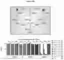 Fig. 65 - COMPOSITIONS AND METHODS FOR TREATING ACUTE MYELOID LEUKEMIA