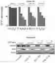 Fig. 75 - COMPOSITIONS AND METHODS FOR TREATING ACUTE MYELOID LEUKEMIA