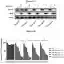 Fig. 76 - COMPOSITIONS AND METHODS FOR TREATING ACUTE MYELOID LEUKEMIA