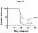 Fig. 99 - COMPOSITIONS AND METHODS FOR TREATING ACUTE MYELOID LEUKEMIA